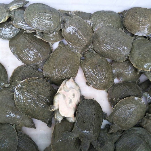 生态甲鱼苗 6-12个月