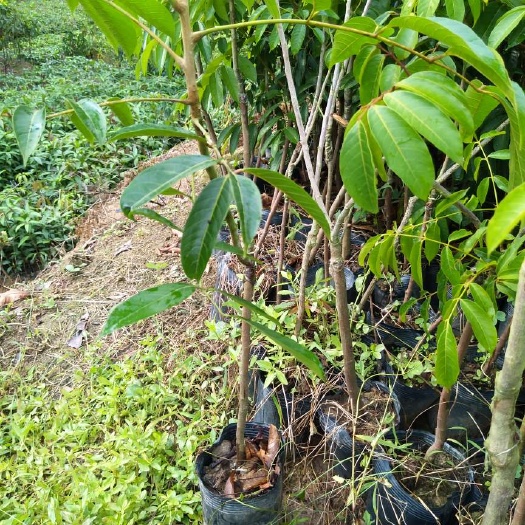 灵山县黄橄榄