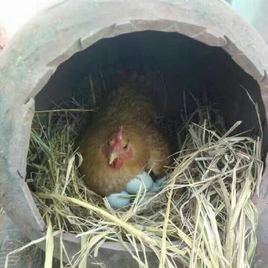 长沙县全生态散养杂粮土鸡蛋