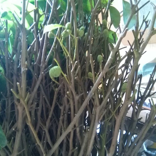灵山县桂味荔枝苗