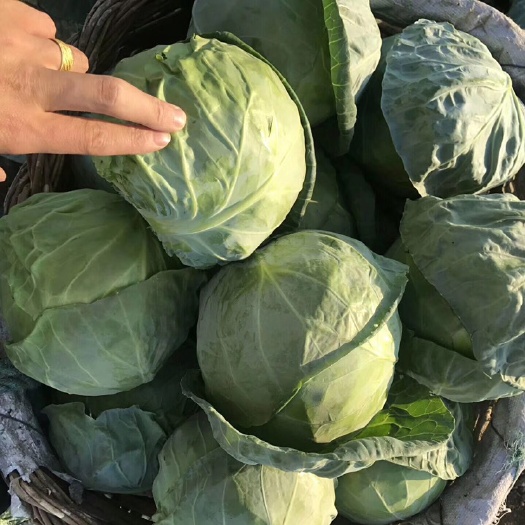 昌黎县昌黎甘蓝  河北精品甘蓝，中甘系列，冷库储存！
