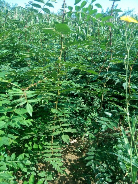 绛县大红袍花椒苗