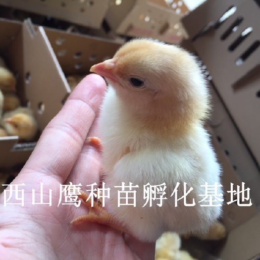 南宁三黄鸡苗 包打疫苗 运输包活 技术提供