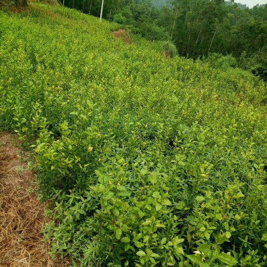 宣汉县塔罗科血橙苗