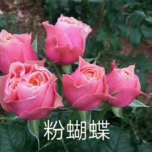 粉色玫瑰苗 玫瑰花苗