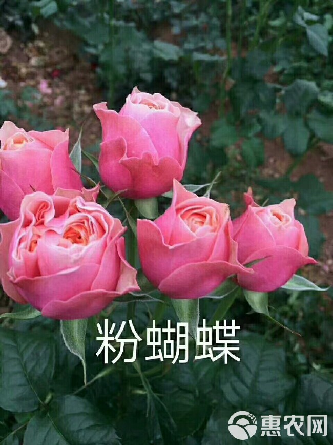 粉色玫瑰苗 玫瑰花苗