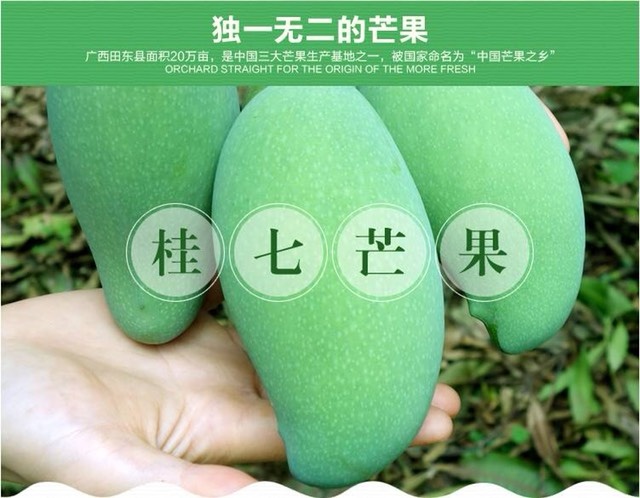 灵山县桂七芒果苗 