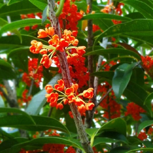 苍溪县黄金桂花树 