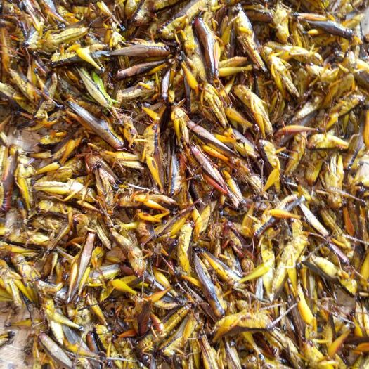从江县蚂蚱 贵州高山食品
