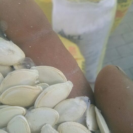 金塔县食用西葫芦籽