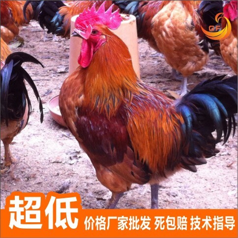 南宁 瑶鸡苗 黑瑶红瑶鸡苗 公母可分