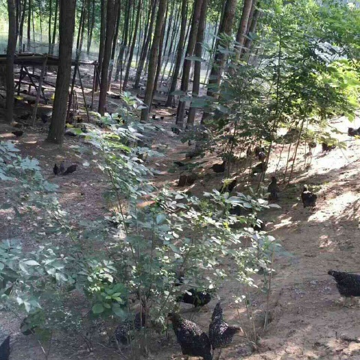 嘉祥县芦花鸡苗 土鸡苗