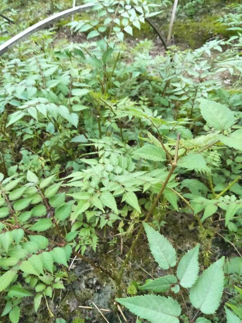 刺老芽 散装 露天 鲜货  刺老芽苗