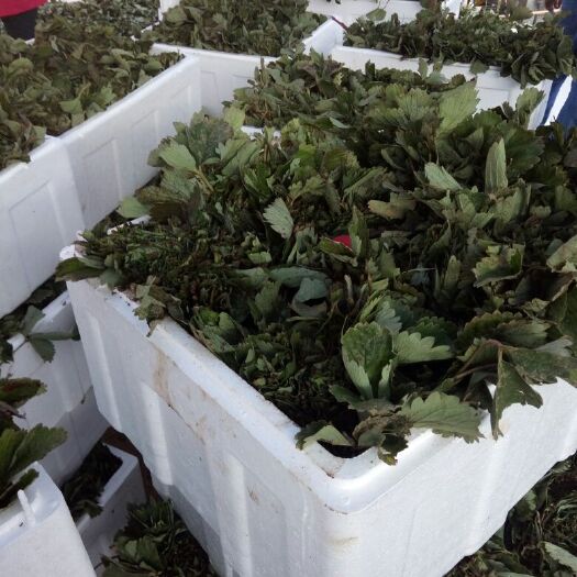 泰安甜宝草莓苗 地栽苗 20~30公分 