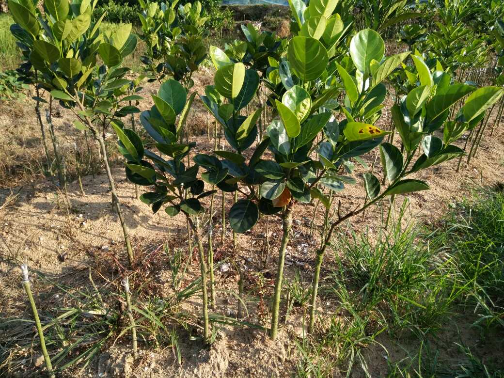 马来西亚一号菠萝蜜苗