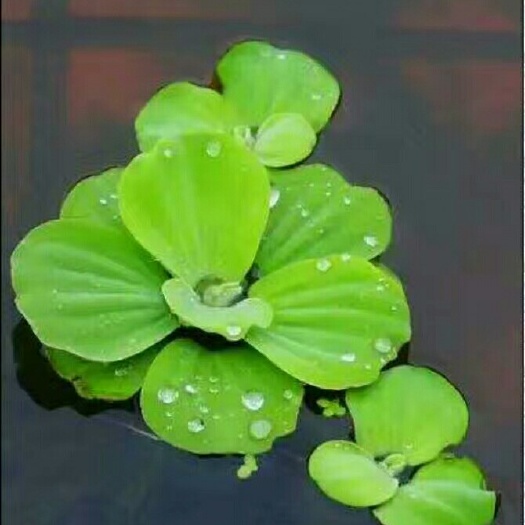 沭阳县水芙蓉