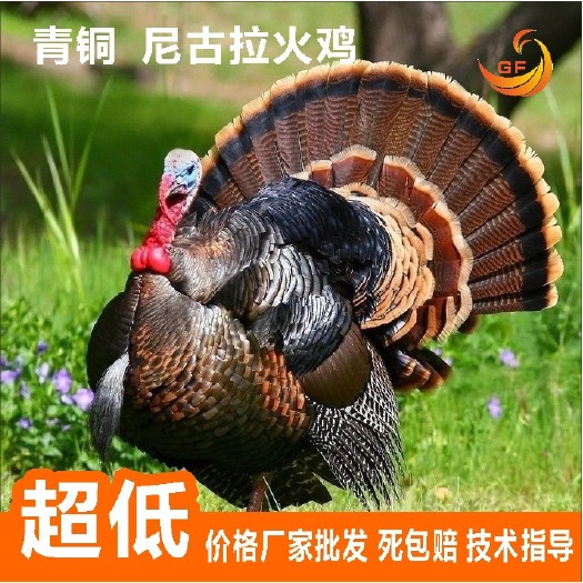 南宁尼古拉火鸡苗  青铜火鸡苗 零售10只起发快递  包打疫苗
