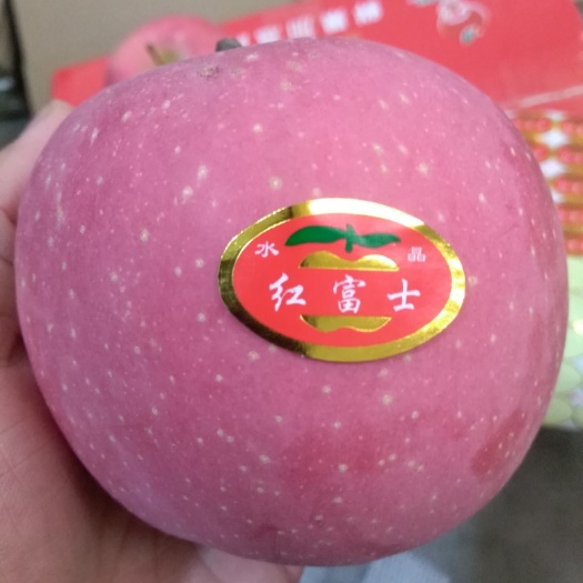 合水县庆阳苹果