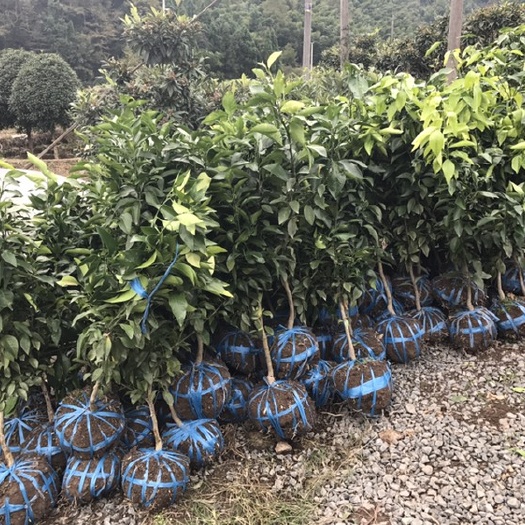 台州红美人柑橘苗 1.5~2米 嫁接苗 