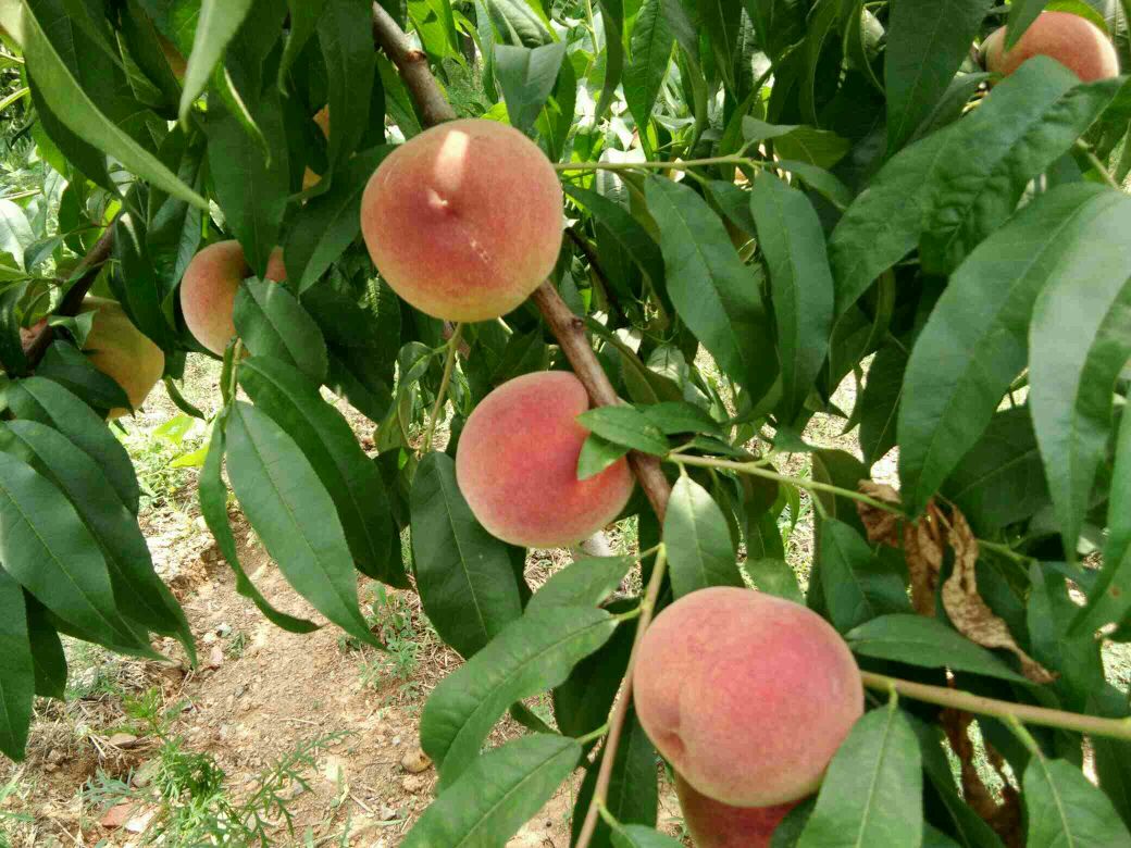 中油13号桃树苗 1~1.5米