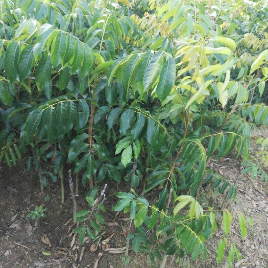 灵山县黄橄榄