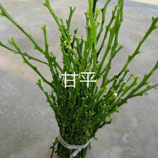 台州甘平柑橘苗 嫁接苗 0.5~1米 
