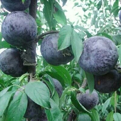 灵山县三华李苗