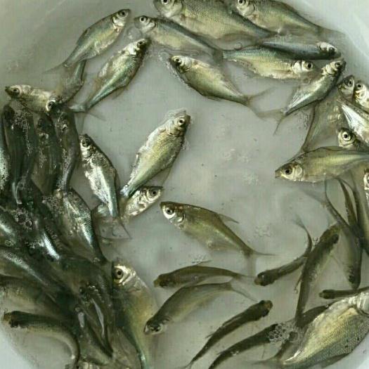 广州三角鲂鱼苗