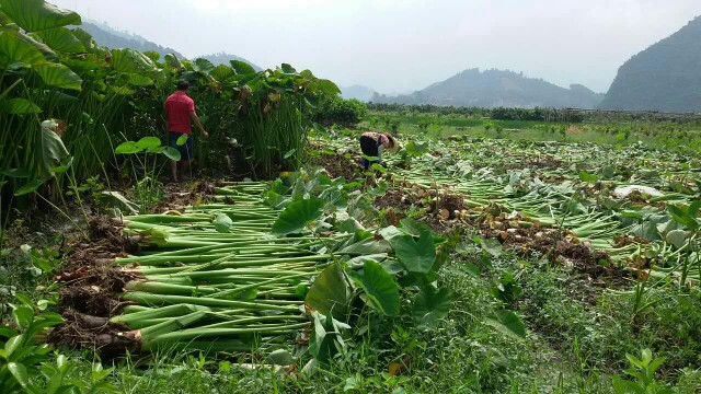 香芋  荔浦芋頭 產(chǎn)地直供 送禮佳品 一件包郵