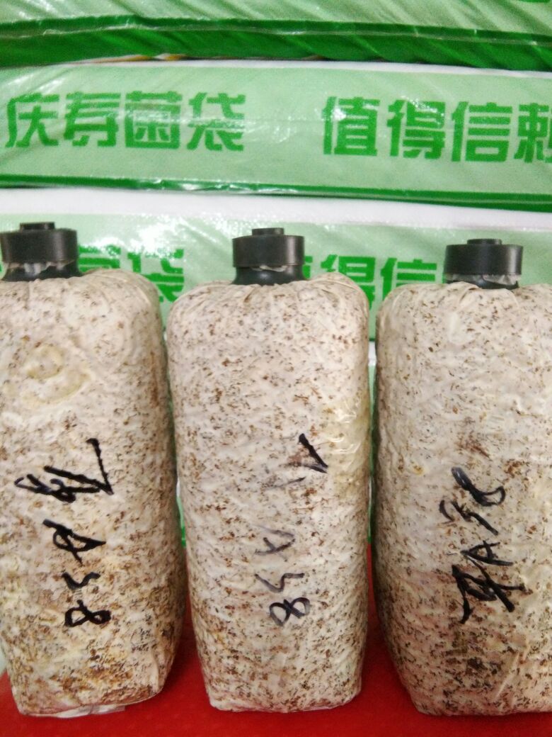 木耳菌种  黑木耳栽培种，袋料，椴木栽培的都有，保质保量，在