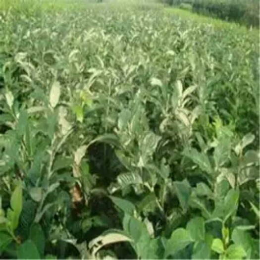 泰安泰山板栗苗 嫁接苗 0.5~1米 
