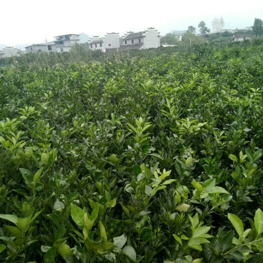 秀山纽荷尔脐橙苗  有园丰脐橙苗