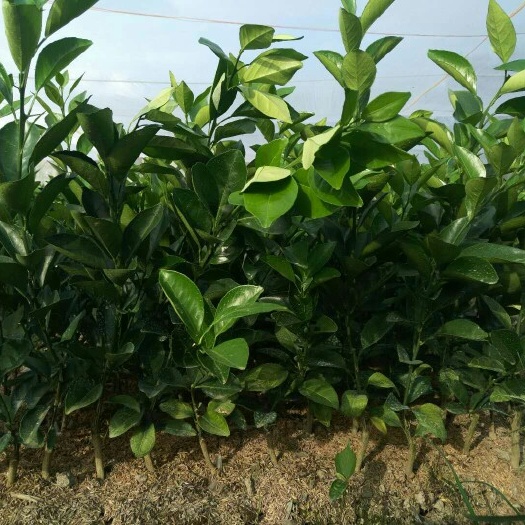 安远县纽荷尔脐橙苗 正宗赣南脐橙嫁接一年苗，现货