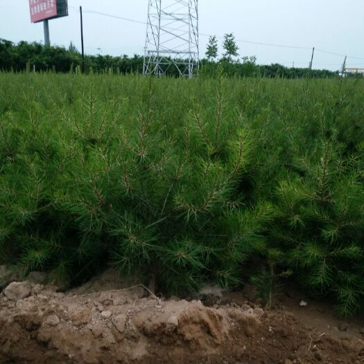 绛县山西白皮松