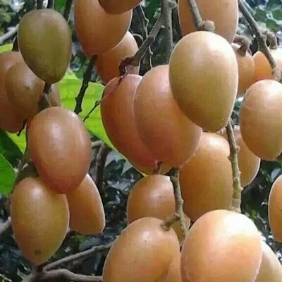 容县鸡心黄皮苗