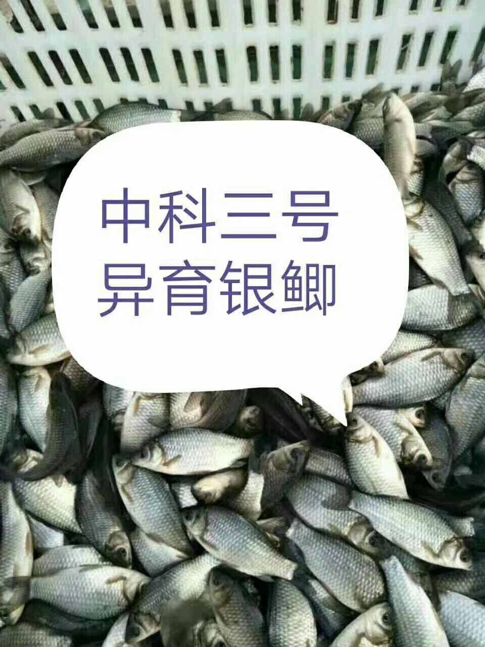 中科三号鲫鱼 人工养殖 0.05公斤