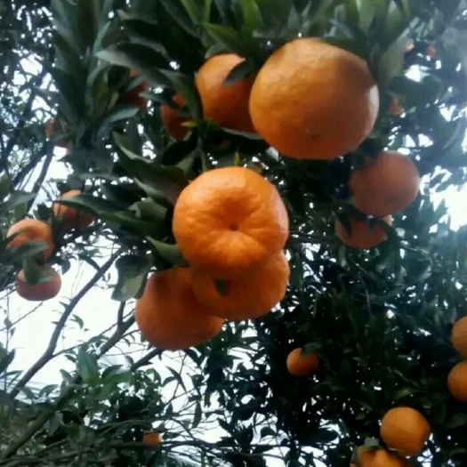 荣县椪柑 一级果