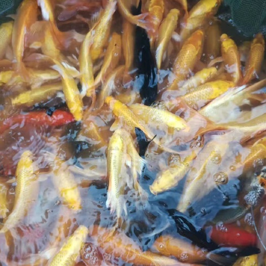 邓州市大三家锦鲤