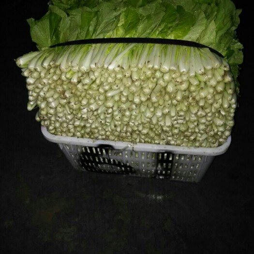 三台县快菜 10~15cm