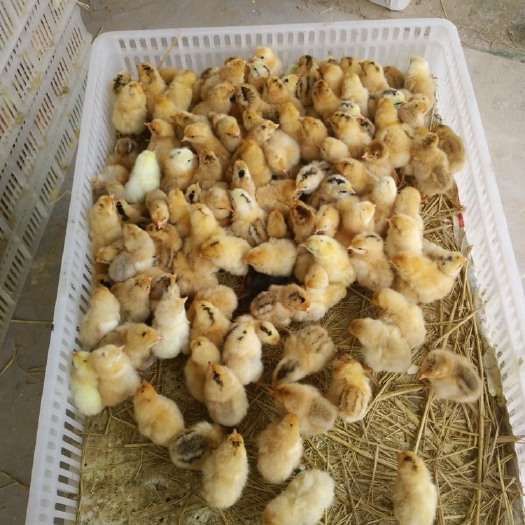涟水县三色腿草鸡苗、大冠红羽红瑶改良青脚土鸡苗、苏禽、苏北土鸡苗