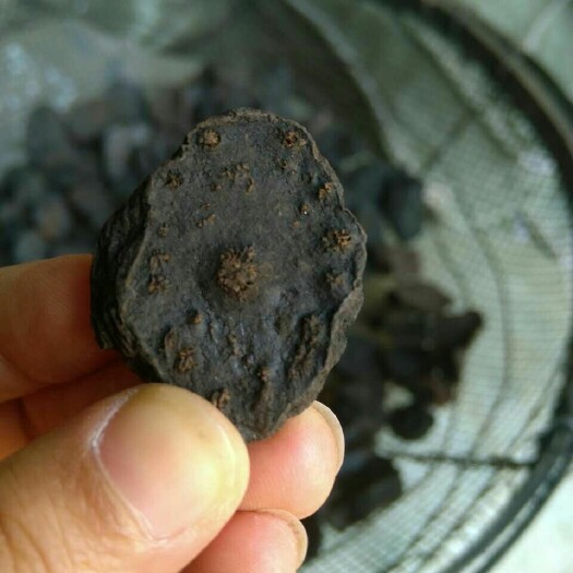 何首乌   纯 自然生长  各种规格 含量高