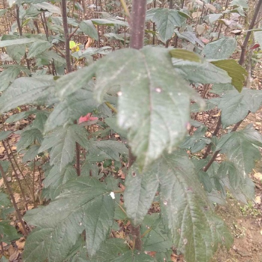泰安苹果苗，