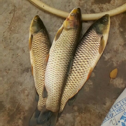 濉溪县草鱼