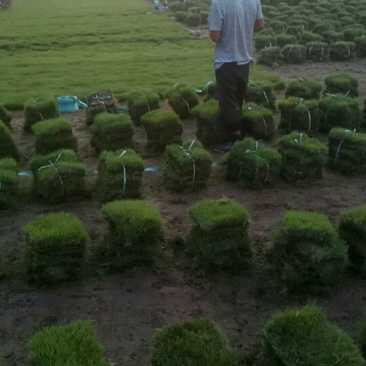 沭阳县马尼拉草皮