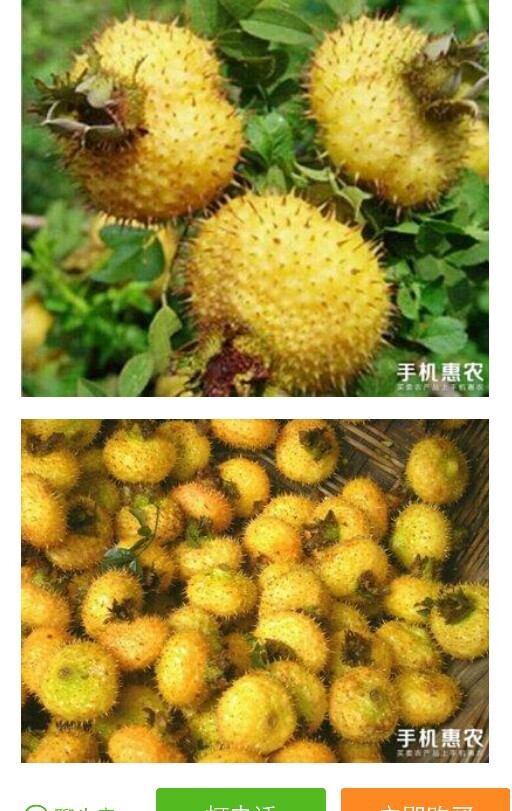 金刺梨