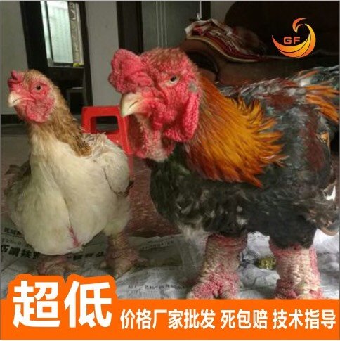 东涛鸡苗  纯种越南大脚鸡