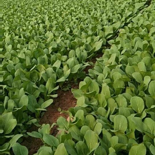 曹县北方小油菜 1两以下