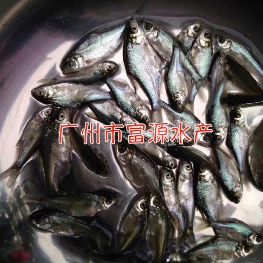 广州三角鲂鱼苗