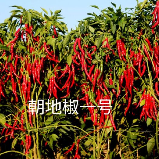 富顺县朝地椒一号 辣椒种子