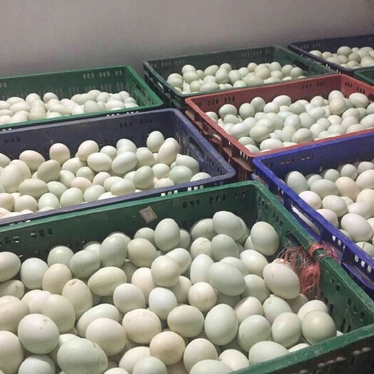 玉林 全年日产各规格，新鲜鸭蛋20000斤以上，诚邀各位老板订购